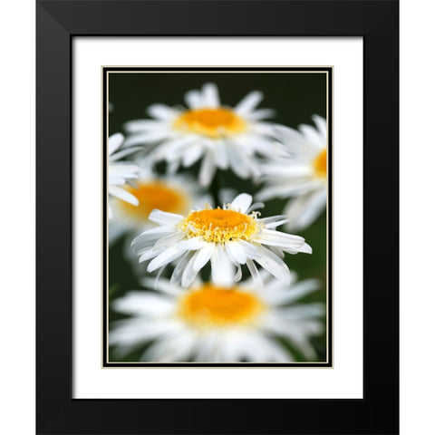 White Daisies Black Modern Wood Framed Art Print with Double Matting by Putman, Tammy