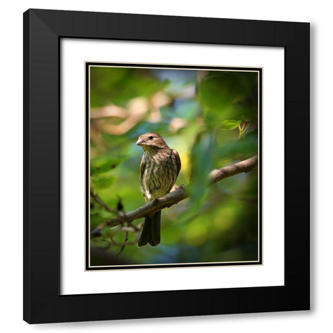 Finch Black Modern Wood Framed Art Print with Double Matting by Putman, Tammy