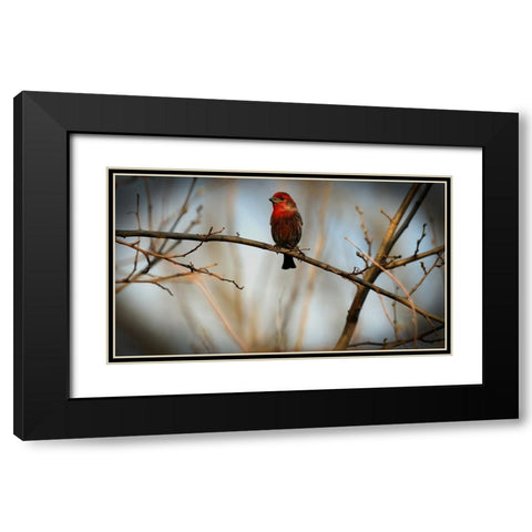 House Finch Black Modern Wood Framed Art Print with Double Matting by Putman, Tammy