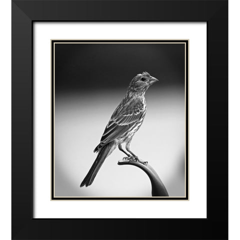 Finch III Black Modern Wood Framed Art Print with Double Matting by Putman, Tammy