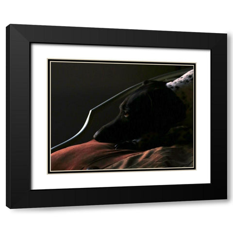 German Shorthaired Pointer Black Modern Wood Framed Art Print with Double Matting by Putman, Tammy