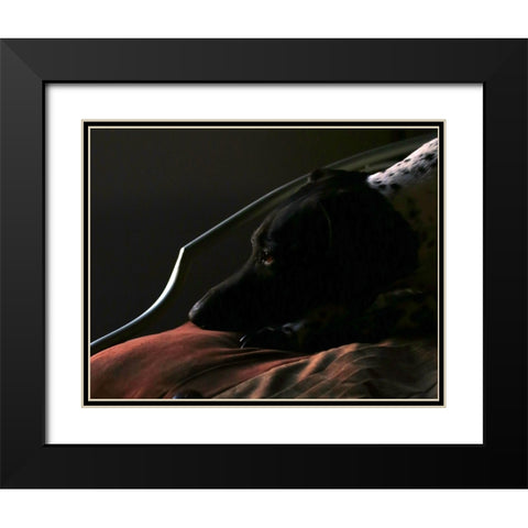 German Shorthaired Pointer Black Modern Wood Framed Art Print with Double Matting by Putman, Tammy