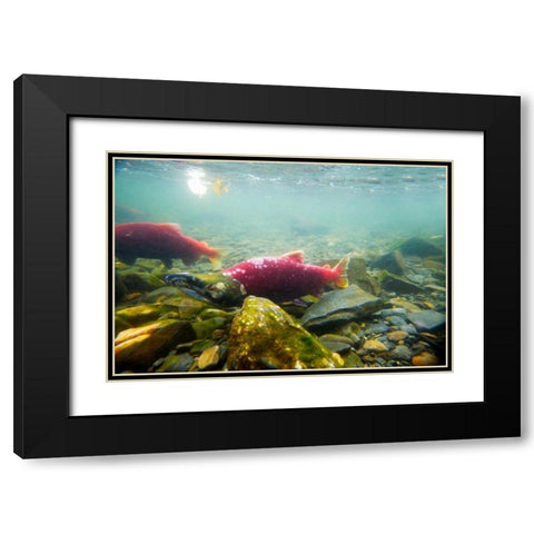 Sockeye Salmon I Black Modern Wood Framed Art Print with Double Matting by Stefko, Bob