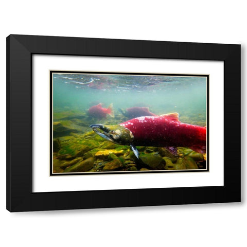 Sockeye Salmon II Black Modern Wood Framed Art Print with Double Matting by Stefko, Bob