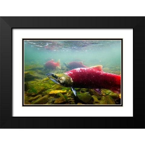 Sockeye Salmon II Black Modern Wood Framed Art Print with Double Matting by Stefko, Bob