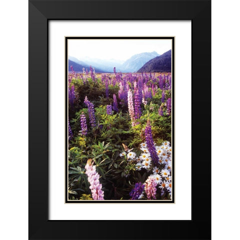 Russell Lupin I Black Modern Wood Framed Art Print with Double Matting by Stefko, Bob
