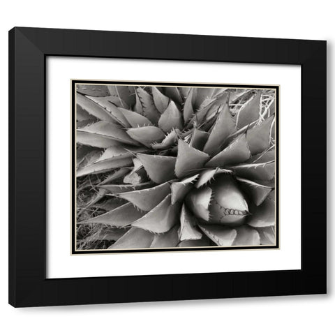 Agave II Black Modern Wood Framed Art Print with Double Matting by Stefko, Bob