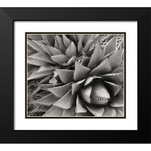 Agave II Black Modern Wood Framed Art Print with Double Matting by Stefko, Bob