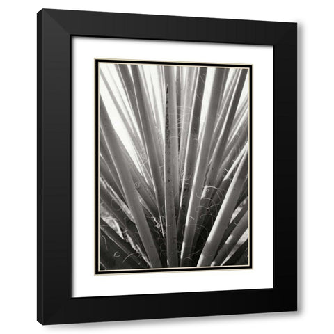 Torrey Yucca Black Modern Wood Framed Art Print with Double Matting by Stefko, Bob