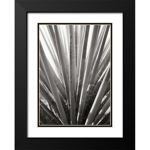 Torrey Yucca Black Modern Wood Framed Art Print with Double Matting by Stefko, Bob
