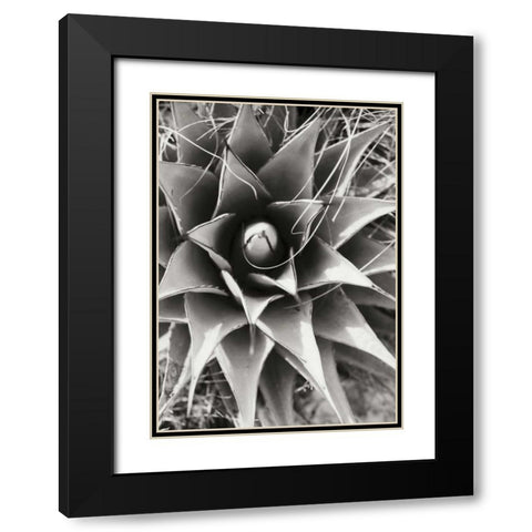 Agave Lechuguilla Black Modern Wood Framed Art Print with Double Matting by Stefko, Bob