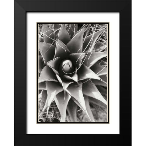 Agave Lechuguilla Black Modern Wood Framed Art Print with Double Matting by Stefko, Bob