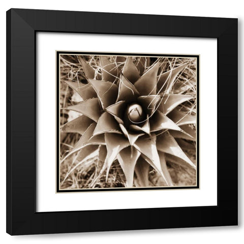 Desert Plants I Black Modern Wood Framed Art Print with Double Matting by Stefko, Bob