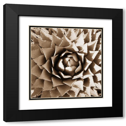 Desert Plants II Black Modern Wood Framed Art Print with Double Matting by Stefko, Bob