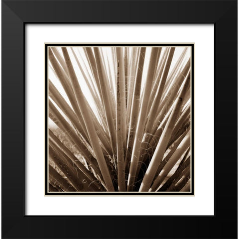 Desert Plants IV Black Modern Wood Framed Art Print with Double Matting by Stefko, Bob