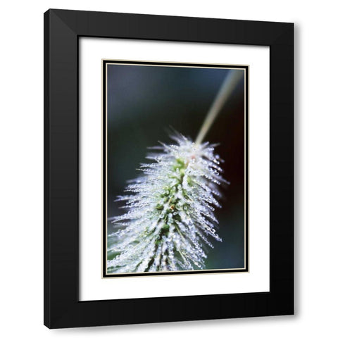 Fountain Grass I Black Modern Wood Framed Art Print with Double Matting by Stefko, Bob