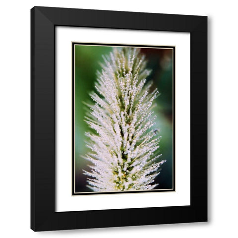 Fountain Grass II Black Modern Wood Framed Art Print with Double Matting by Stefko, Bob