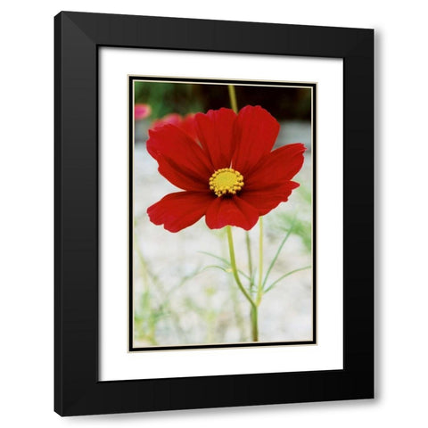 Red Cosmos I Black Modern Wood Framed Art Print with Double Matting by Stefko, Bob