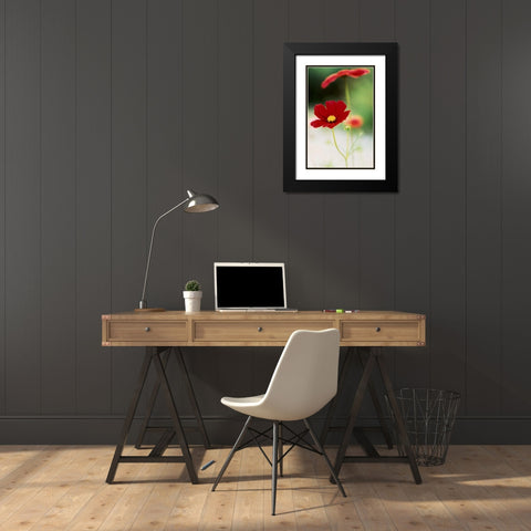 Red Cosmos II Black Modern Wood Framed Art Print with Double Matting by Stefko, Bob