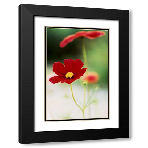 Red Cosmos II Black Modern Wood Framed Art Print with Double Matting by Stefko, Bob