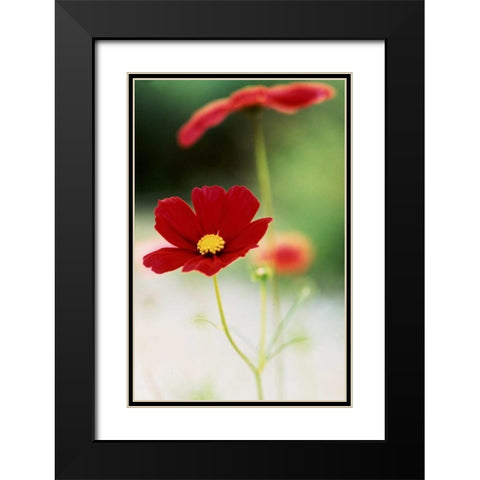 Red Cosmos II Black Modern Wood Framed Art Print with Double Matting by Stefko, Bob