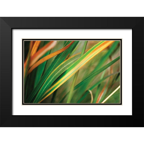 Grass in Fall I Black Modern Wood Framed Art Print with Double Matting by Stefko, Bob