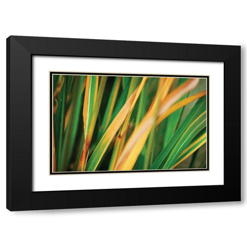 Grass in Fall II Black Modern Wood Framed Art Print with Double Matting by Stefko, Bob
