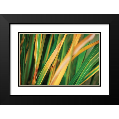 Grass in Fall II Black Modern Wood Framed Art Print with Double Matting by Stefko, Bob