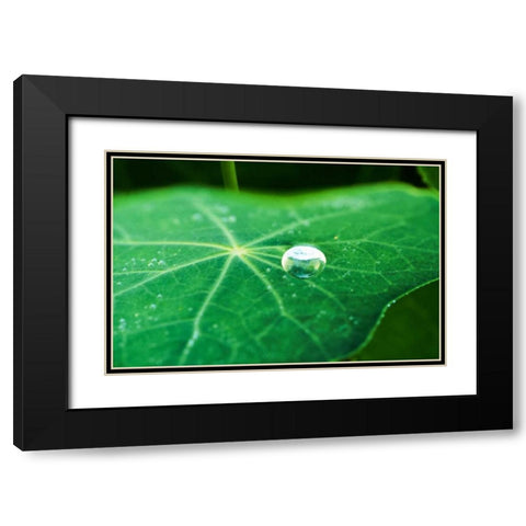 A Single Drop I Black Modern Wood Framed Art Print with Double Matting by Stefko, Bob