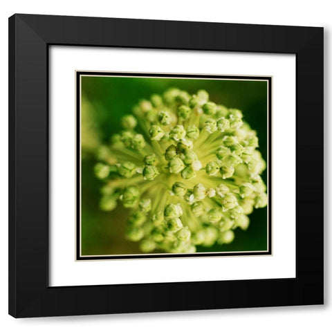 Allium Black Modern Wood Framed Art Print with Double Matting by Stefko, Bob
