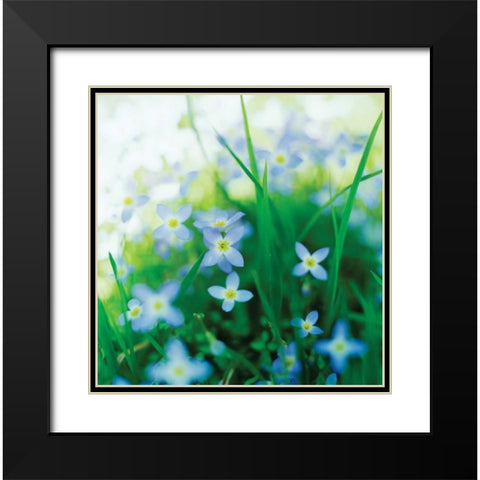 Blooms in Spring I Black Modern Wood Framed Art Print with Double Matting by Stefko, Bob