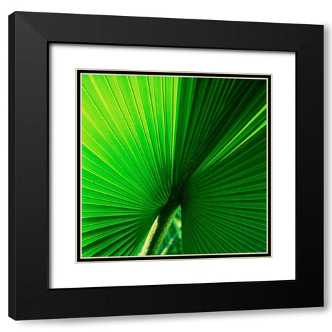 Palm Frond I Black Modern Wood Framed Art Print with Double Matting by Stefko, Bob