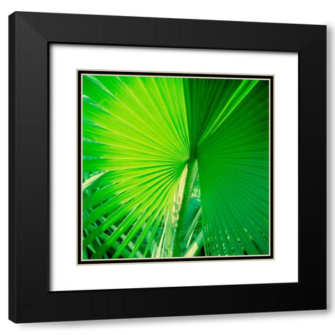 Palm Frond II Black Modern Wood Framed Art Print with Double Matting by Stefko, Bob