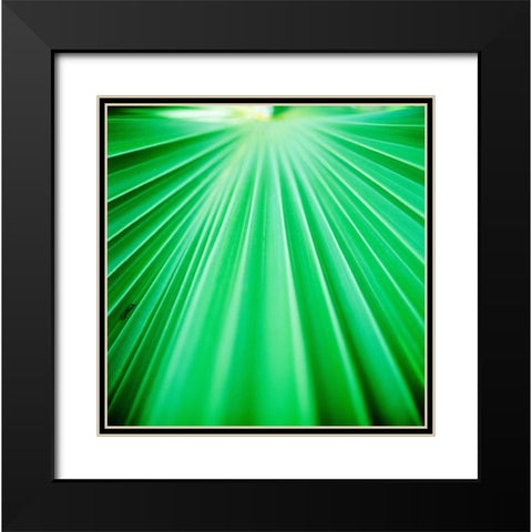 Palm Frond III Black Modern Wood Framed Art Print with Double Matting by Stefko, Bob