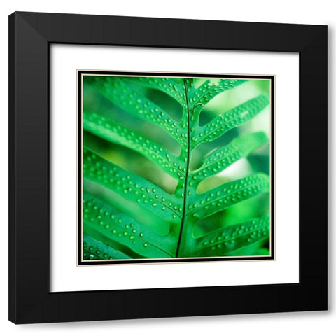 Fiddlehead Fern Black Modern Wood Framed Art Print with Double Matting by Stefko, Bob