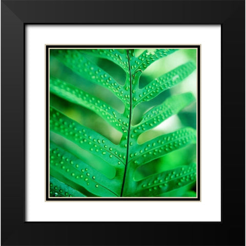Fiddlehead Fern Black Modern Wood Framed Art Print with Double Matting by Stefko, Bob