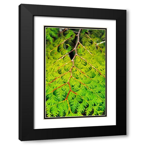 Western Red Cedar Black Modern Wood Framed Art Print with Double Matting by Stefko, Bob