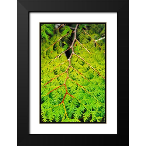 Western Red Cedar Black Modern Wood Framed Art Print with Double Matting by Stefko, Bob