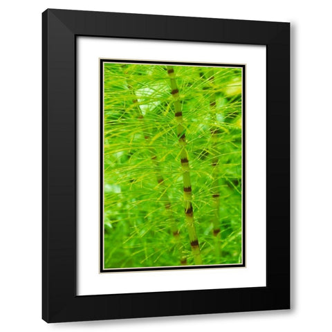Horsetail Plant Black Modern Wood Framed Art Print with Double Matting by Stefko, Bob