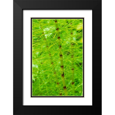Horsetail Plant Black Modern Wood Framed Art Print with Double Matting by Stefko, Bob