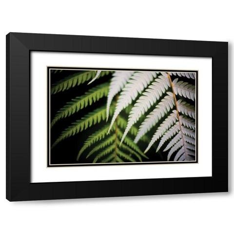 Silver Tree Fern I Black Modern Wood Framed Art Print with Double Matting by Stefko, Bob