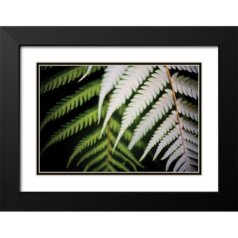 Silver Tree Fern I Black Modern Wood Framed Art Print with Double Matting by Stefko, Bob