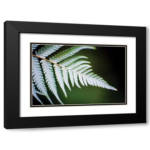 Silver Tree Fern II Black Modern Wood Framed Art Print with Double Matting by Stefko, Bob