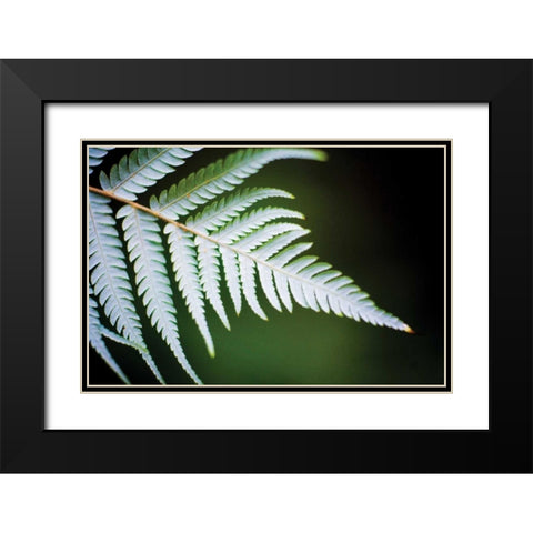 Silver Tree Fern II Black Modern Wood Framed Art Print with Double Matting by Stefko, Bob