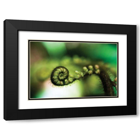 Black Tree Fern I Black Modern Wood Framed Art Print with Double Matting by Stefko, Bob