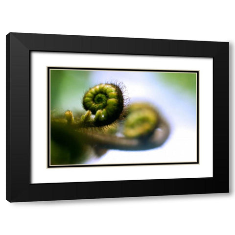 Black Tree Fern II Black Modern Wood Framed Art Print with Double Matting by Stefko, Bob