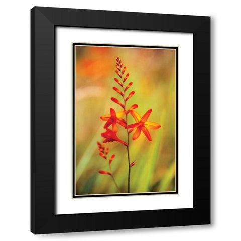 Emberglow Crososmia I Black Modern Wood Framed Art Print with Double Matting by Stefko, Bob