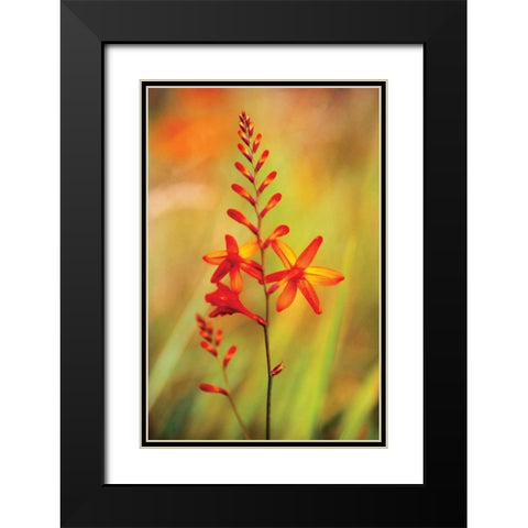 Emberglow Crososmia I Black Modern Wood Framed Art Print with Double Matting by Stefko, Bob