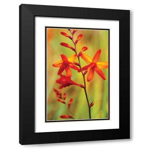 Emberglow Crososmia II Black Modern Wood Framed Art Print with Double Matting by Stefko, Bob