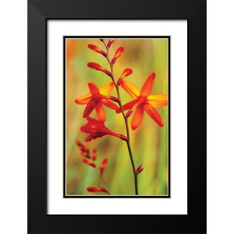 Emberglow Crososmia II Black Modern Wood Framed Art Print with Double Matting by Stefko, Bob